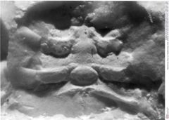 Historisches Foto von Galatheoidea indet. (NHMW-AFW-GEO-BACHMAYER-FOTO-1990-0041-0691)